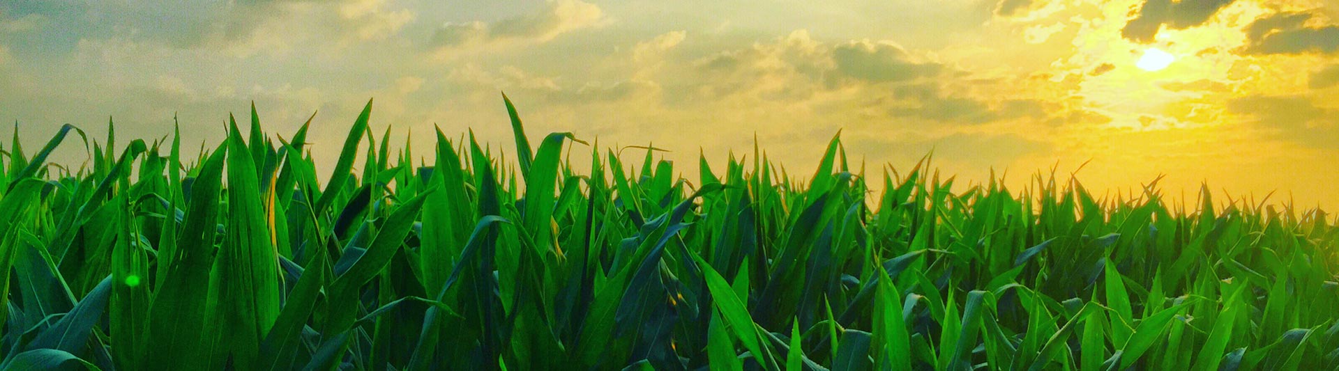 New Mexico Agricultural Helicopter Services